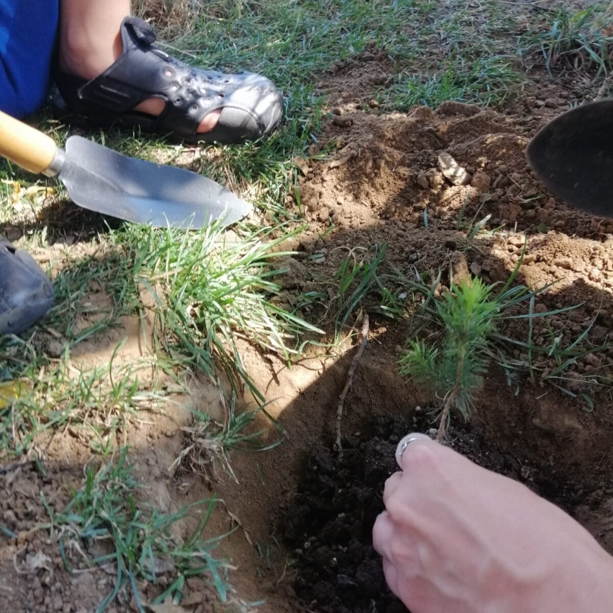 296580501_5496155247096659_45294151335775777_n-1200x1200 Plantăm un brăduț