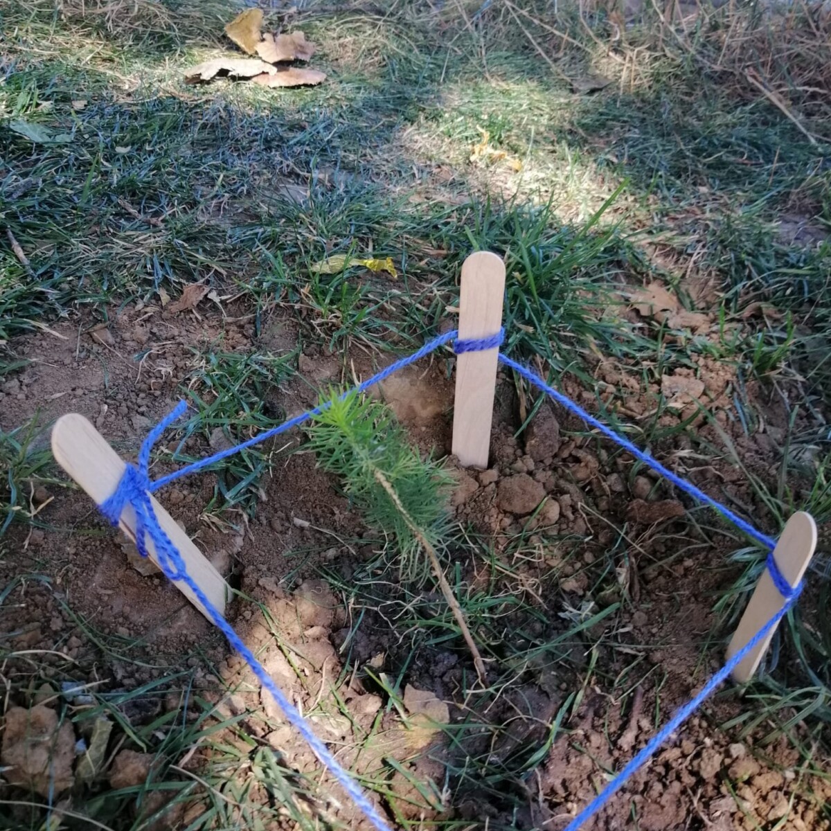 296627225_5496155377096646_5685974960551999183_n-1200x1200 Plantăm un brăduț