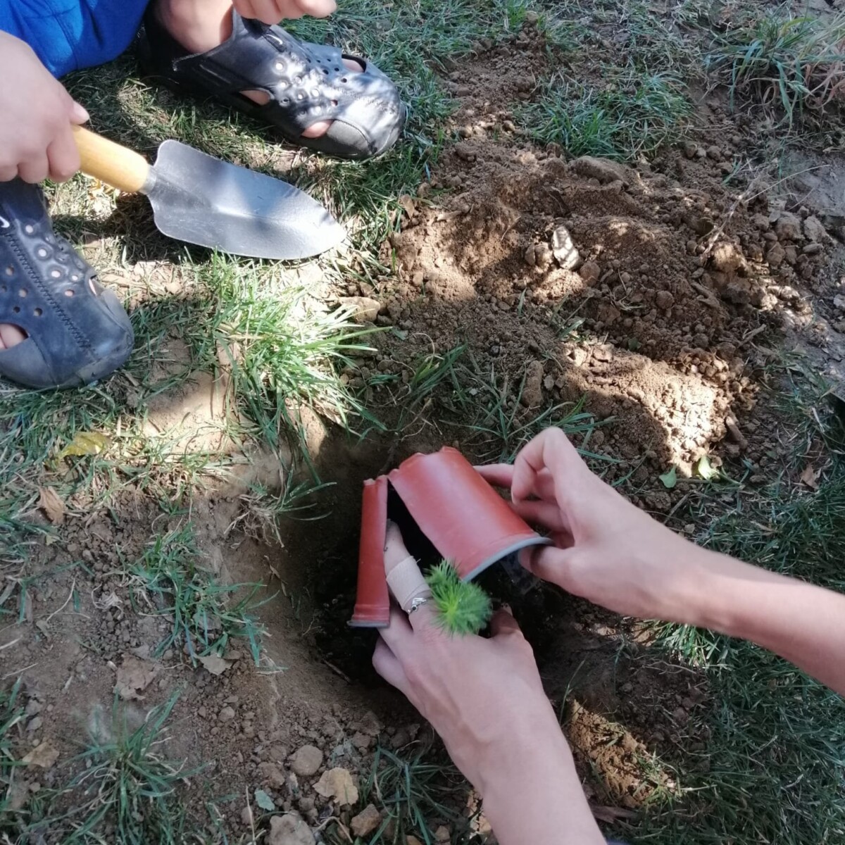 297094270_5496155140430003_2529587534613449220_n-1200x1200 Plantăm un brăduț